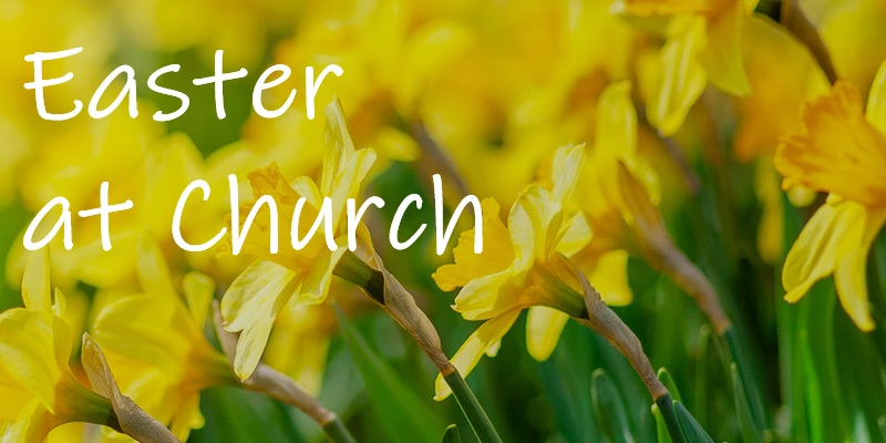 Easter daffs feature image v2